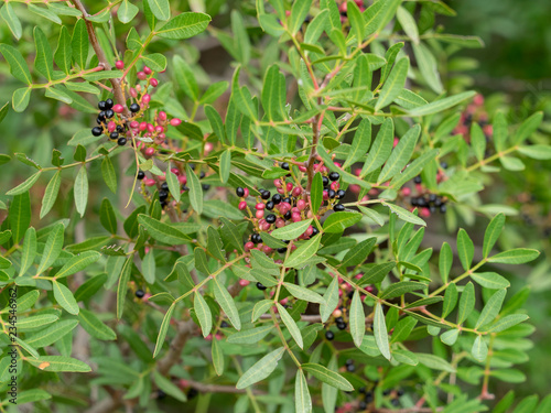 Pistacia lentiscus. feuillage et baies rouges et noires du pistachier lentisque. photo