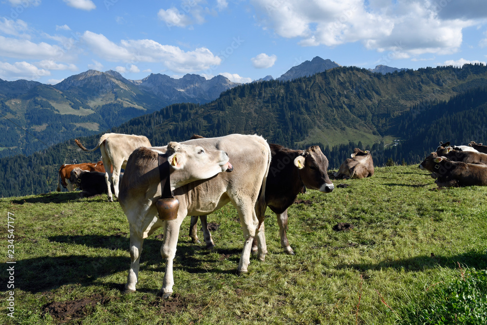 kühe im kleinwalsertal nahe der ifenhütte