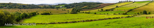 Panorama of a Sheep herd in a Farm field in Greenway route from Castlebar to Westport