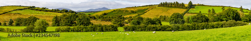 Panorama of a Sheep herd in a Farm field in Greenway route from Castlebar to Westport photo