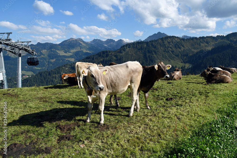 kühe im kleinwalsertal nahe der ifenhütte