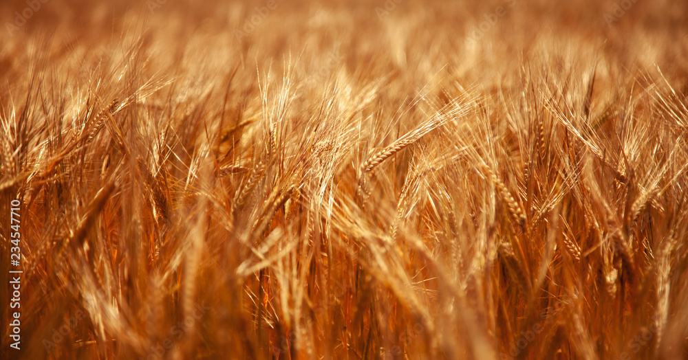 Ears of golden wheat close up. Rural scenery under shining sunlight. Background of the ripening ears of the wheat field. (agriculture, agronomy, industry concept) Ears of golden wheat close up. Rural scenery under shining sunlight. Background of the ripening ears of the wheat field. (agriculture, agronomy, industry concept)