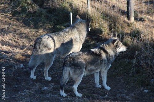 wolf and wolf