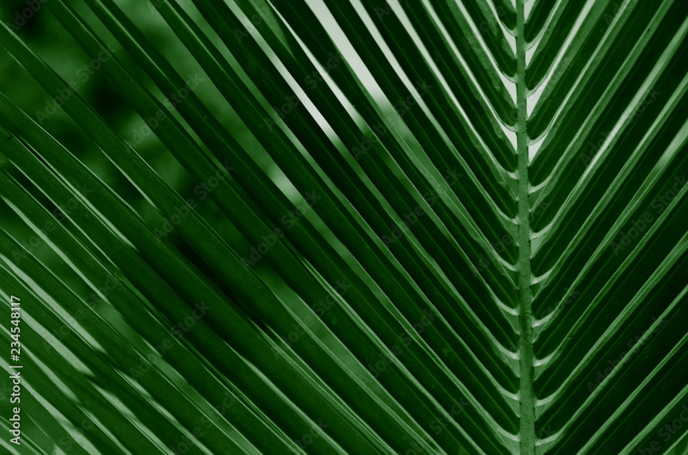 green palm leaf green palm leaf