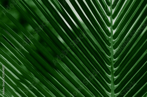 green palm leaf © NelsonLazzariJr