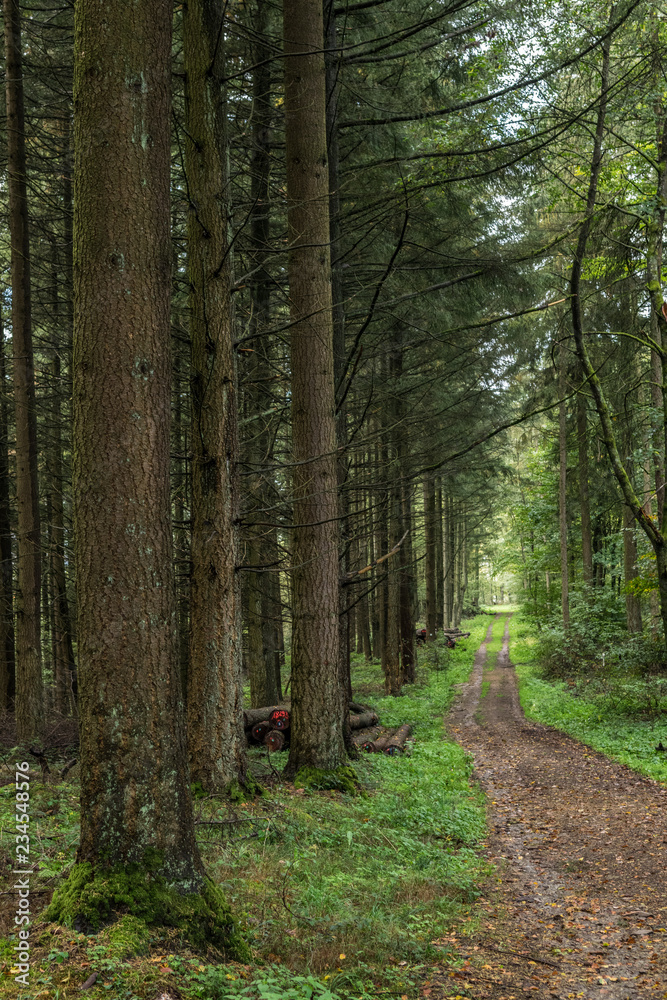 Waldweg Waldweg