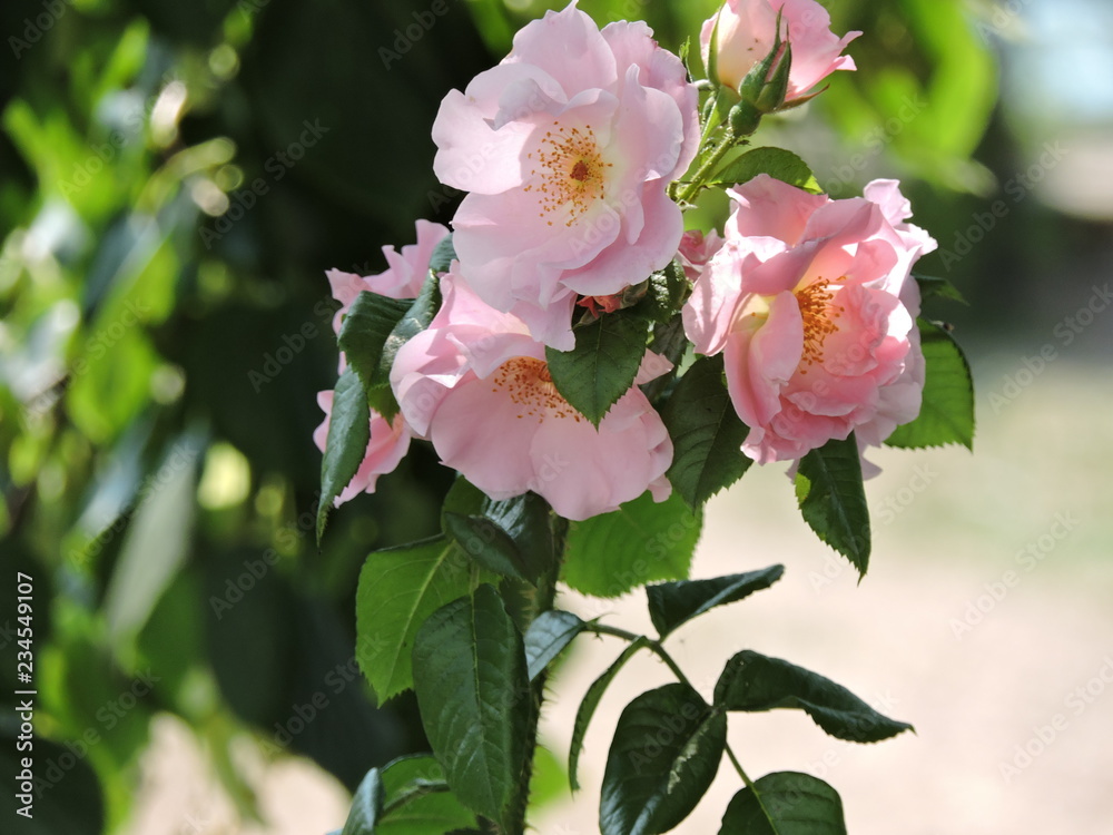 Obraz premium Bouquet of pink rose in the garden