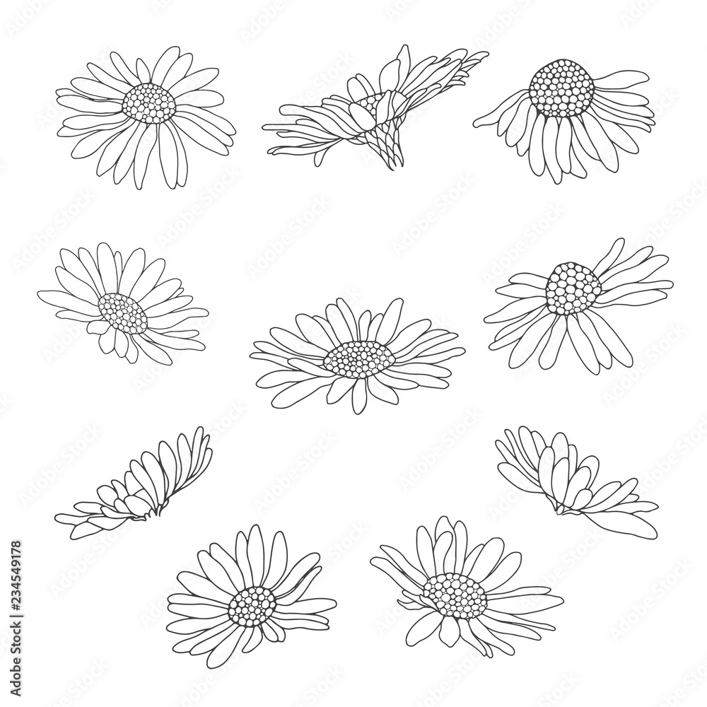 How to Draw a Daisy Realistic daisy drawing  daisy sketch