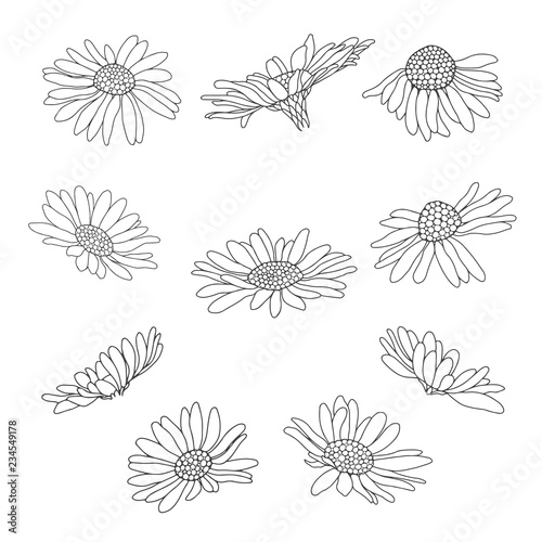 Daisy flowers.Sketch. Hand draw vector illustration, isolated floral elements for design on white background.Outline.