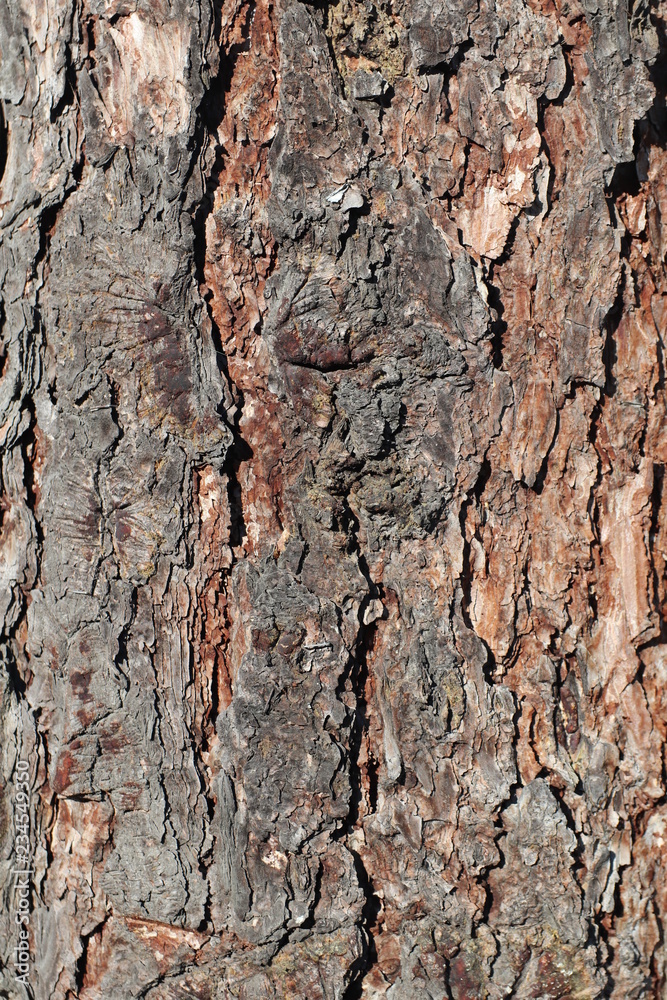 Texture for background of pine bark in brown tones. Wood tree for decoration and design. Texture for background of pine bark in brown tones. Wood tree for decoration and design.