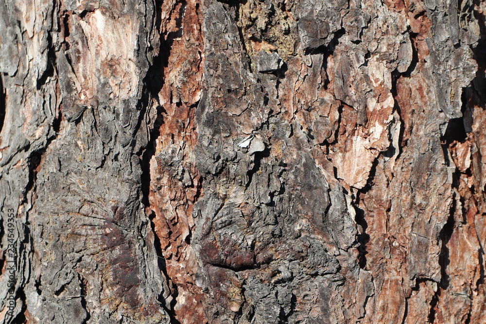 Texture for background of pine bark in brown tones. Wood tree for decoration and design. Texture for background of pine bark in brown tones. Wood tree for decoration and design.