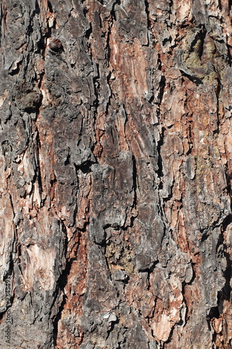Texture for background of pine bark in brown tones. Wood tree for decoration and design.