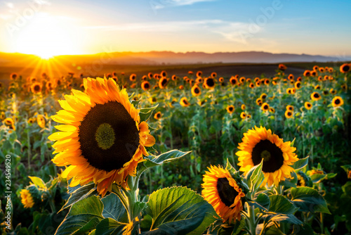 Sunny Sunflowers, San Luis Obispo, CA
