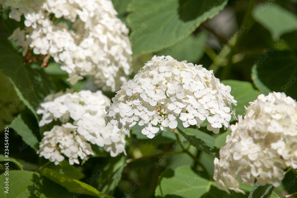 beatiful green branch with spring white lilac flowers. beatiful green branch with spring white lilac flowers.
