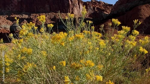 Mormon Tea (Ephedra nevadensis), growing at Capitol Reef National Park, utah. Camera movement is pedestal moving up, revealing red rocks at Capital Reef national Park. photo