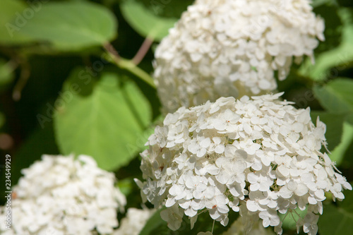 beatiful green branch with spring white lilac flowers. 