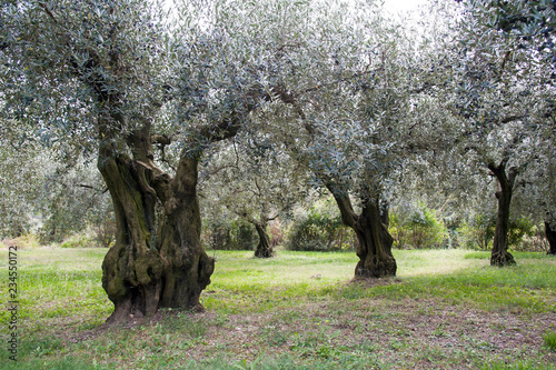 Age-old trees in a southern Italian olive grove