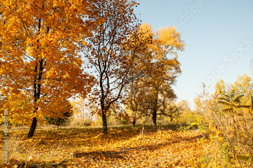 Golden autumn trees. Beautiful autumn meadow in the park or forest. Sunny autumn landscape.