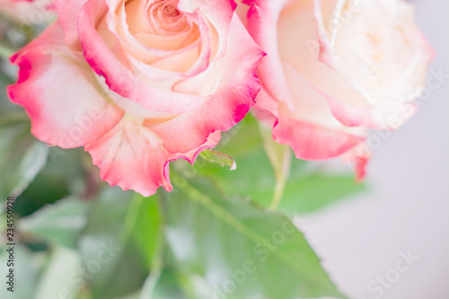 Fototapeta Naklejka Na Ścianę i Meble -  closeup of pink roses with water drops on light background