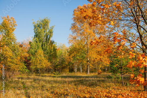 Golden autumn trees. Beautiful autumn meadow in the park or forest. Sunny autumn landscape.