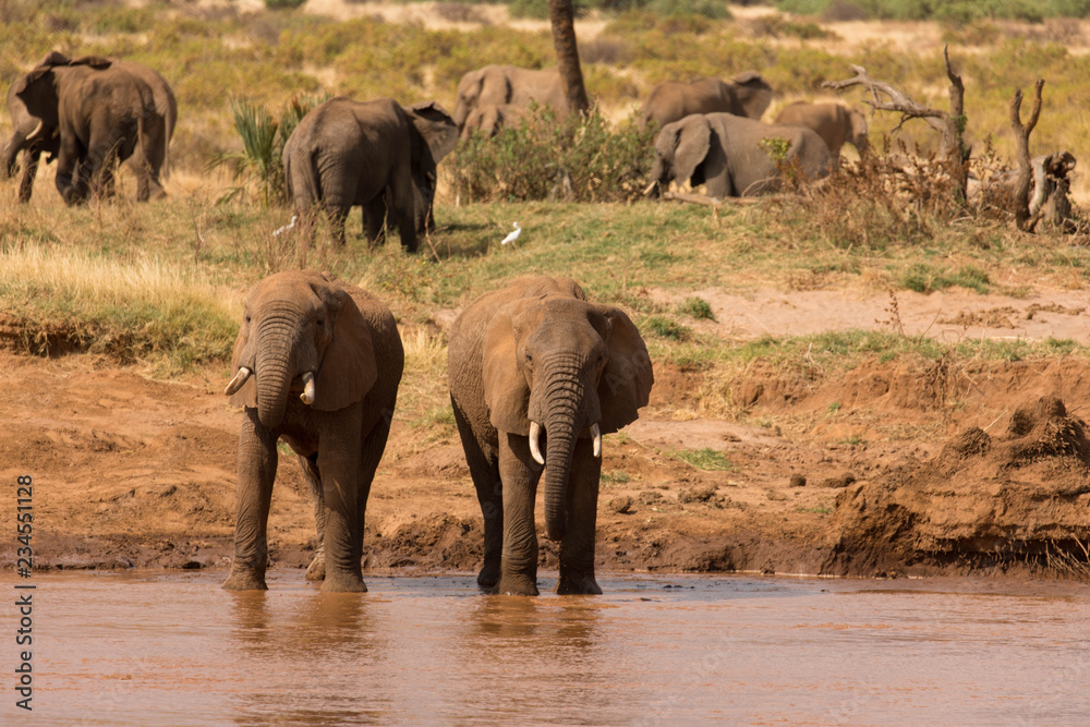 Elefantenherde am Wasserloch, Samburu Nationalpark