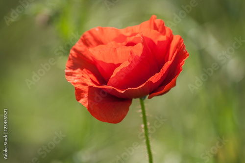 Flower poppy flowering on background poppies flowers. Nature.selective focus