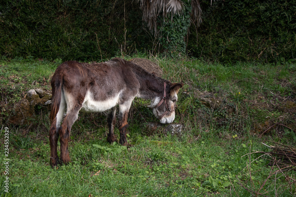 Brown haired donkey grazing free in a grass field Brown haired donkey grazing free in a grass field