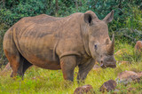 White Rhinoceros or Rhino in Kruger