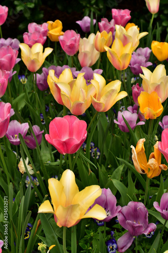 Fototapeta Naklejka Na Ścianę i Meble -  Multicolor tulips in garden