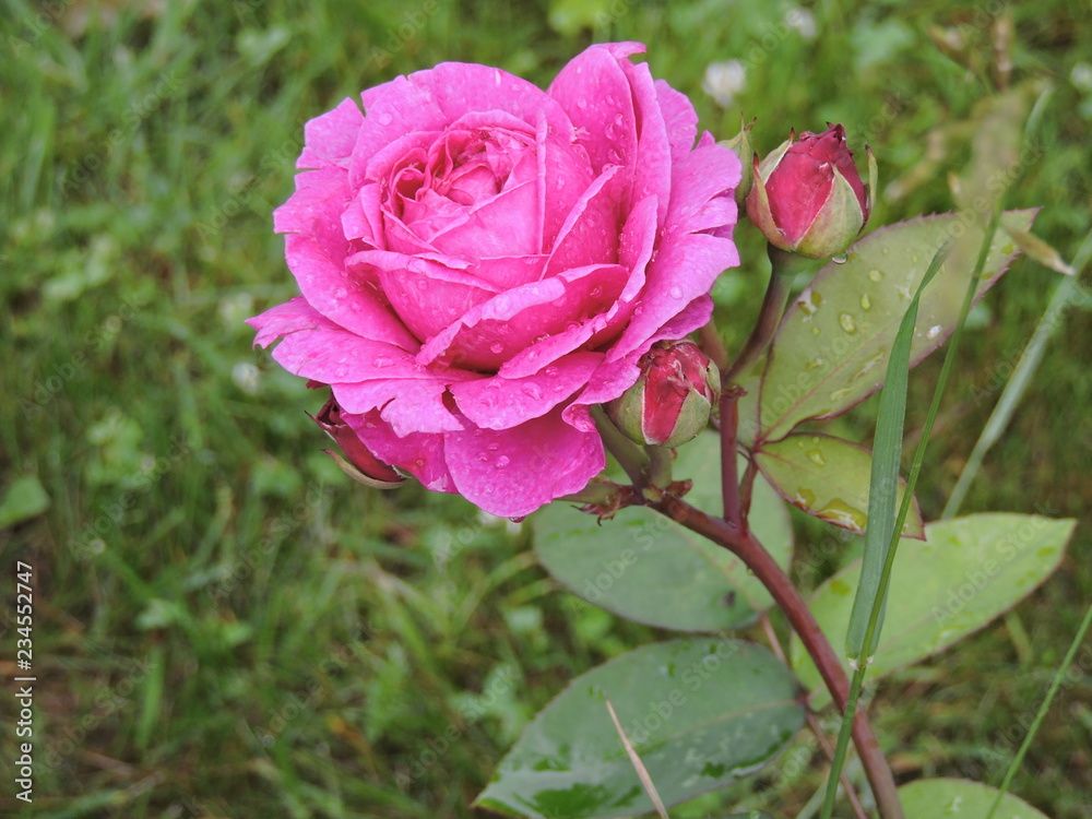 pink rose after rain in the garden