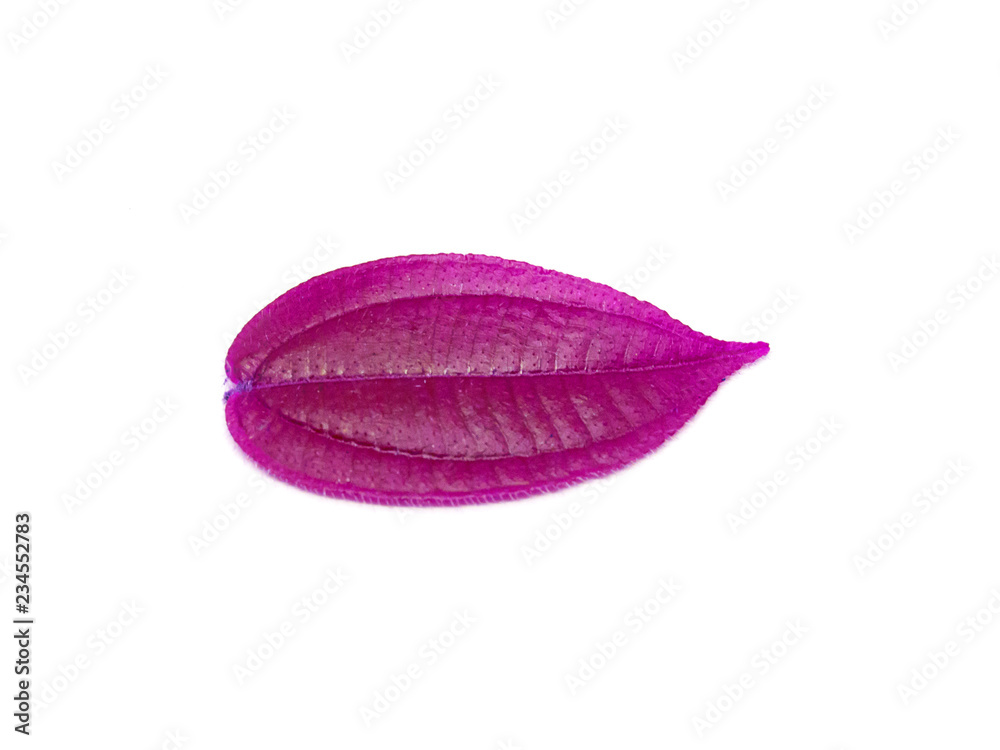 Purple leaf isolated on white background In the natural forest Phuket Thailand Purple leaf isolated on white background In the natural forest Phuket Thailand