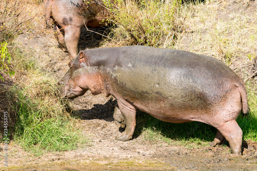 Close up of Hippopotamus grazing at Serengeti National Park Close up of Hippopotamus grazing at Serengeti National Park