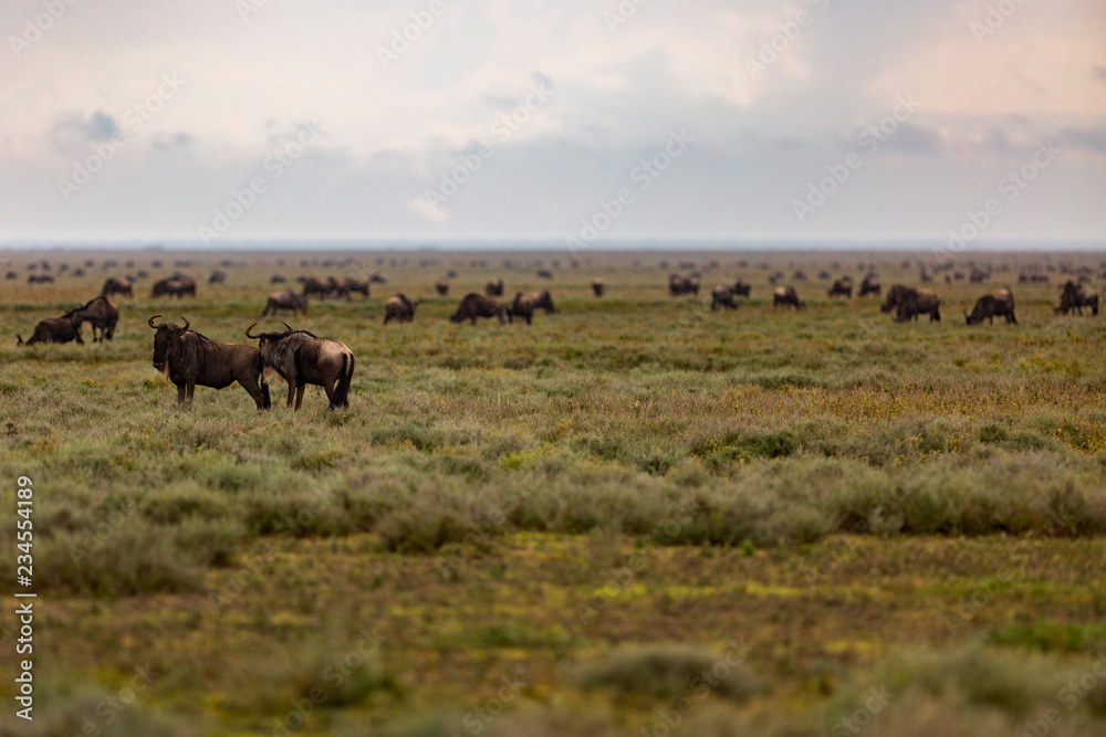 Herd of Wildebeest grazing on grassy landscape at Serengeti National Park Herd of Wildebeest grazing on grassy landscape at Serengeti National Park