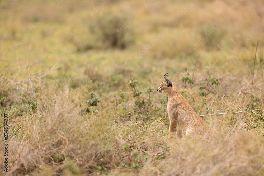 Caracal sitting in grass at Serengeti National Park Caracal sitting in grass at Serengeti National Park