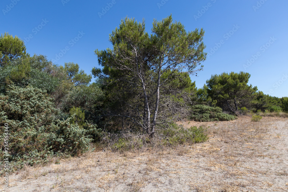 Woodland Pantano Woodland Pantano