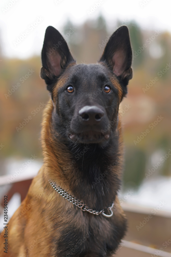 The portrait of a serious young Belgian Shepherd dog Malinois with a chain  collar sitting outdoors near a river bank in autumn Photos | Adobe Stock