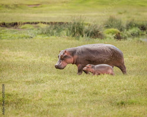 Hippopotamus†and her calf walking in grassy landscape at Ngorongoro Crater