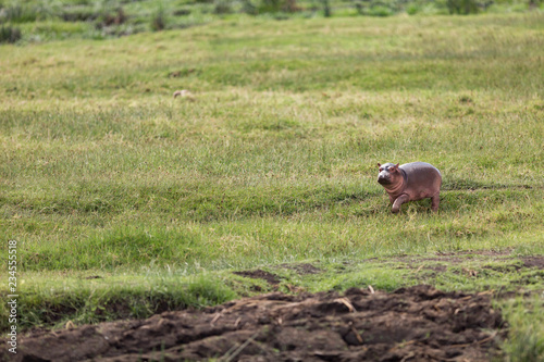 Young hippopotamus walking in grass at Ngorongoro Crater