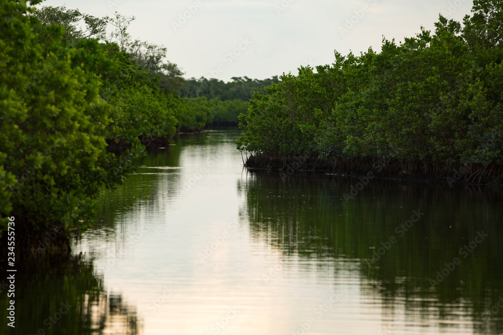 A bayou passing through mangrove trees at Tampa Bay A bayou passing through mangrove trees at Tampa Bay