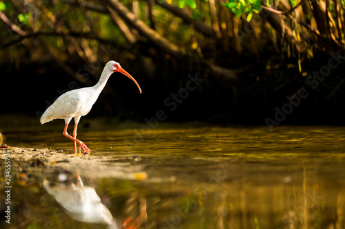 American white ibis walking along the shore photo
