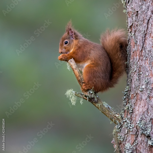 Red squirrel © Jason