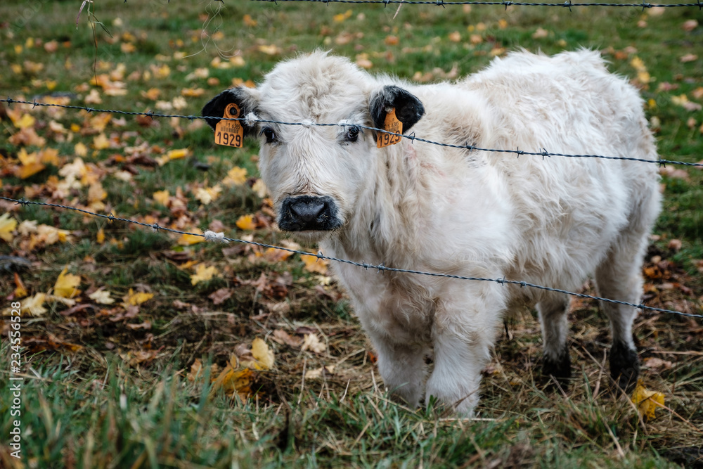 Obraz premium White calf