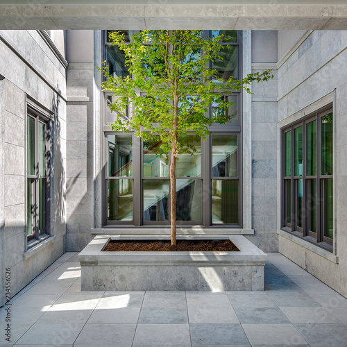 Tree in office lobby