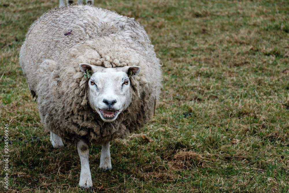 Woolly large sheep Woolly large sheep