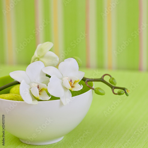 Zen style orchid flower still life