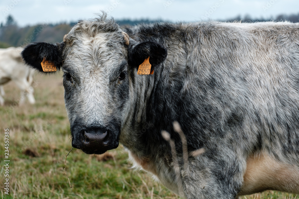 Cow close-up Cow close-up