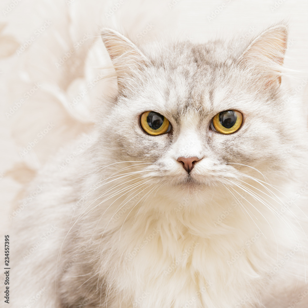 Portrait of an incredulous light fluffy cat looking at the camera