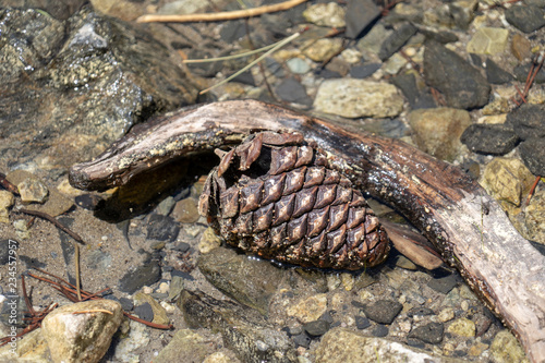 Large pine cone sits in the water, basking in the sun. Taken in California, June Lake