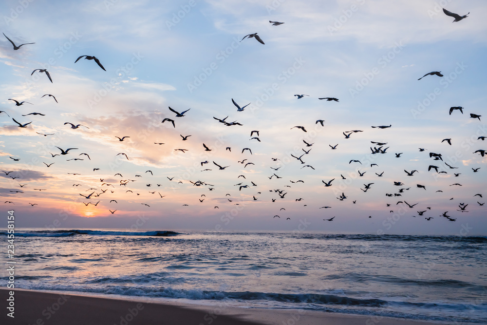Flock of seagulls and beautiful sunset over the ocean, California Flock of seagulls and beautiful sunset over the ocean, California