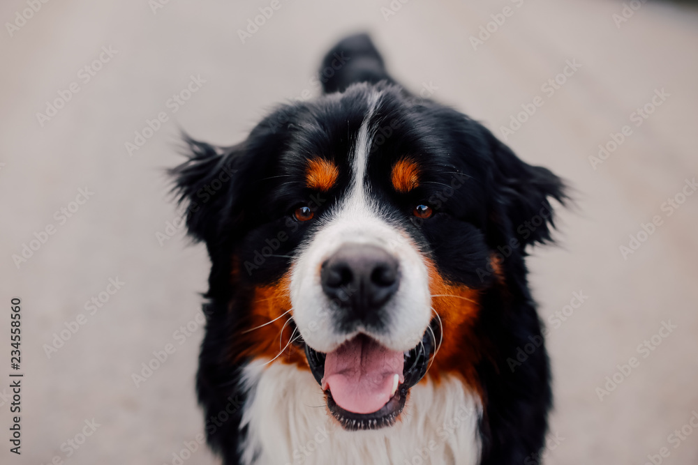 Bernese Mountain Dog (shepherd dog) close up portrait